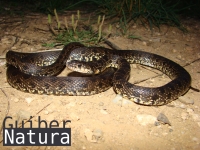 Hemorrhois hippocrepis