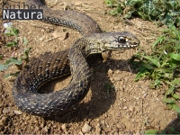 Malpolon monspessulanus