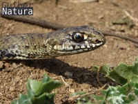 Malpolon monspessulanus