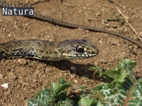 Malpolon monspessulanus