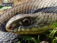 Malpolon monspessulanus