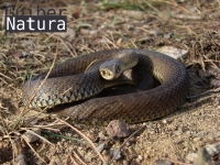 Malpolon monspessulanus