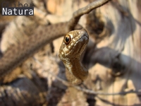 Malpolon monspessulanus