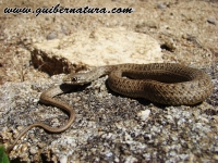 Malpolon monspessulanus