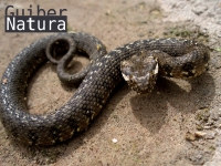 Natrix maura 