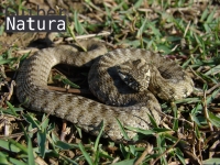 Natrix maura 