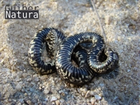 Natrix maura 