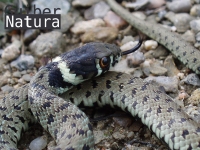 Natrix natrix