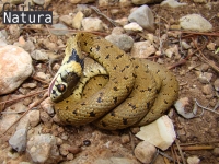 Natrix natrix