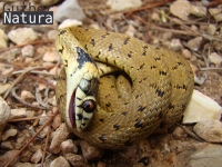 Natrix natrix
