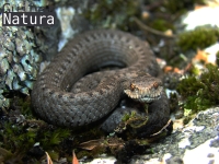 Vipera  seoanei