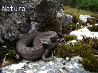 Vipera  seoanei