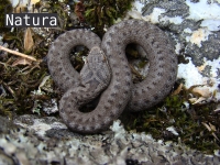 Vipera  seoanei