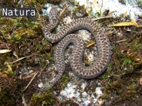 Vipera  seoanei