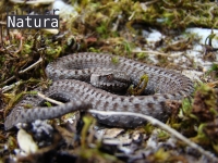 Vipera  seoanei