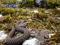 Vipera  seoanei