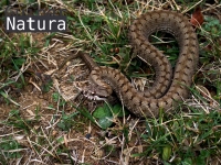 Vipera aspis 