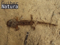 Salamandra salamandra 