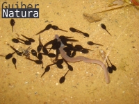 Bufo calamita