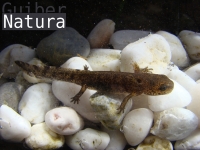 Salamandra salamandra 