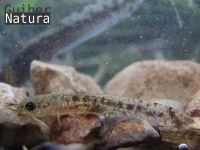 Salamandra salamandra