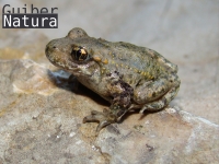 Alytes  obstetricans pertinax