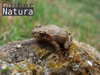 Alytes  obstetricans almogavarii