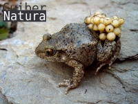 Alytes  obstetricans almogavarii