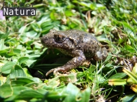 Alytes  obstetricans boscai