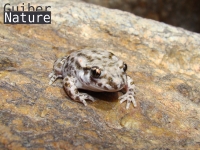 Alytes  obstetricans almogavarii