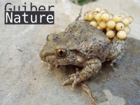 Alytes obstetricans almogavarii