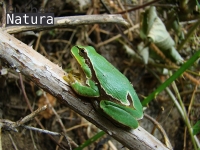 Hyla molleri