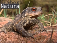 Bufo bufo     