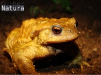 Bufo bufo     