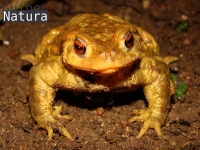 Bufo bufo     