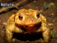 Bufo bufo     