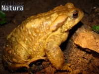 Bufo bufo     