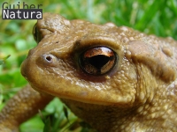 Bufo bufo     
