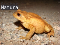 Bufo bufo     