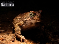 Bufo calamita 
