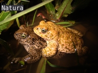 Bufo calamita 