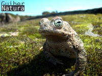 Bufo calamita 