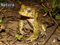 Bufo calamita 