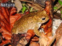 Bufo calamita 