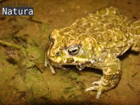Bufo calamita 