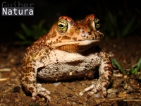 Bufo calamita 