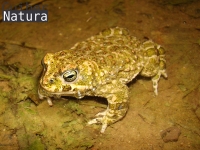 Bufo calamita 