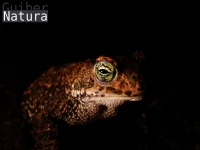 Bufo calamita 