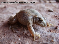 Alytes  obstetricans almogavarii