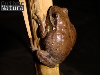Hyla meridionalis 
